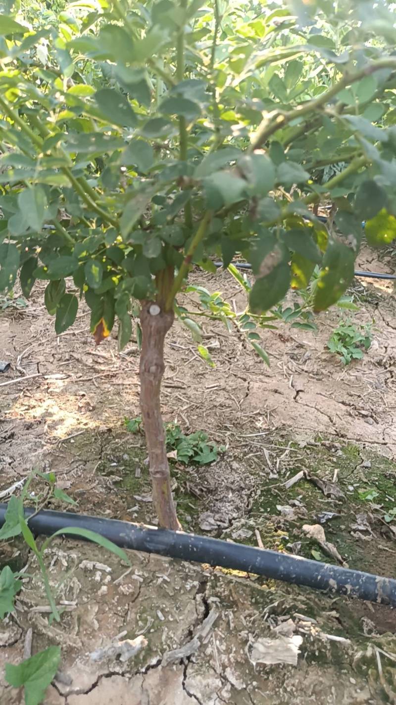 无刺蔷矮桩