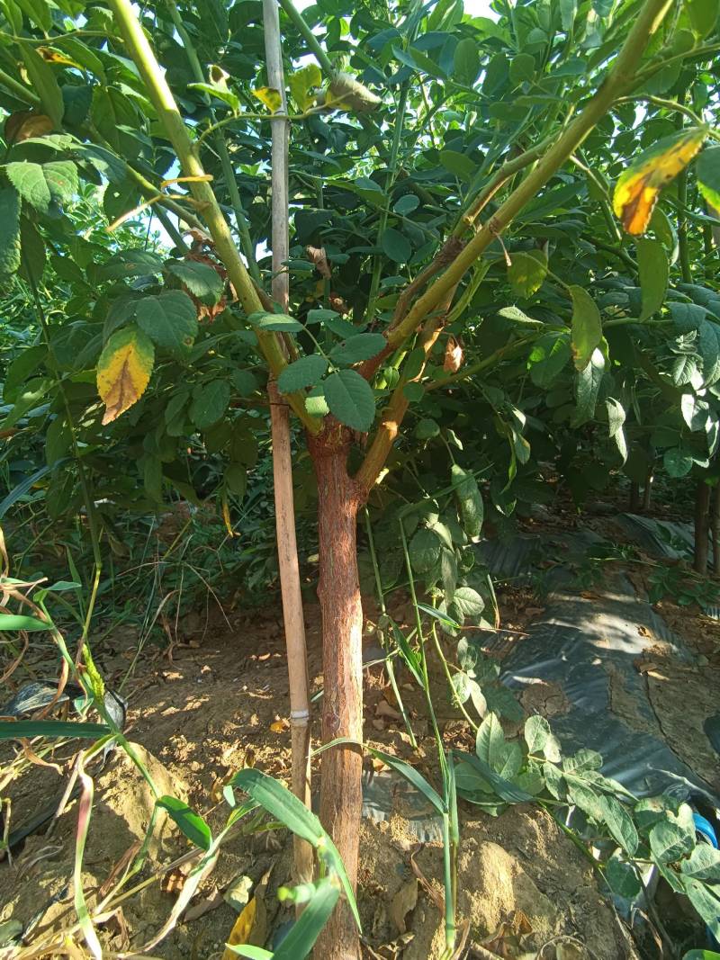 无刺蔷矮桩