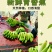 广西合浦桂蕉香蕉产地直发一手货源皮薄肉甜硬度好