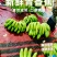 广西合浦桂蕉香蕉产地直发一手货源皮薄肉甜硬度好