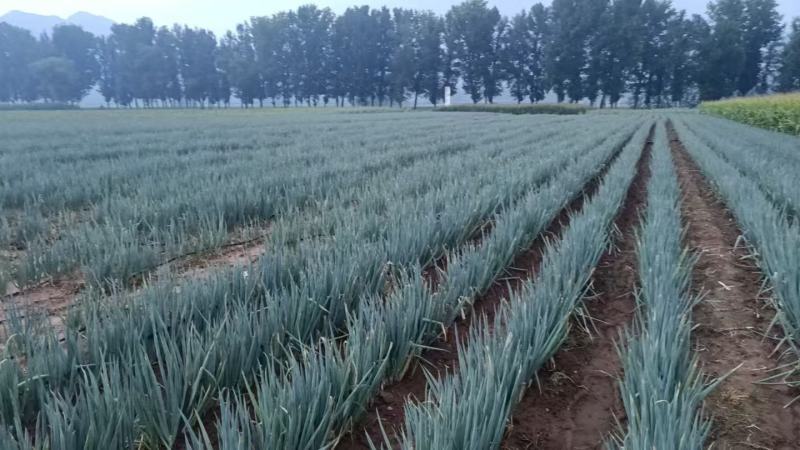 精品大葱新鲜供应去皮口感爽口现挖现发