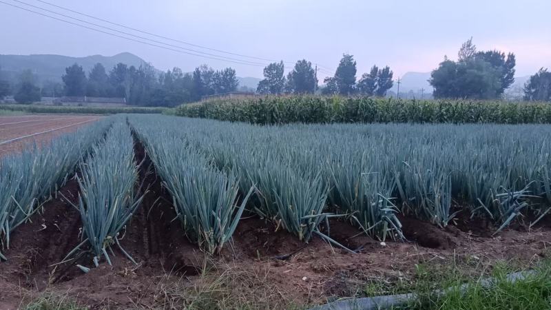 精品大葱新鲜供应去皮口感爽口现挖现发
