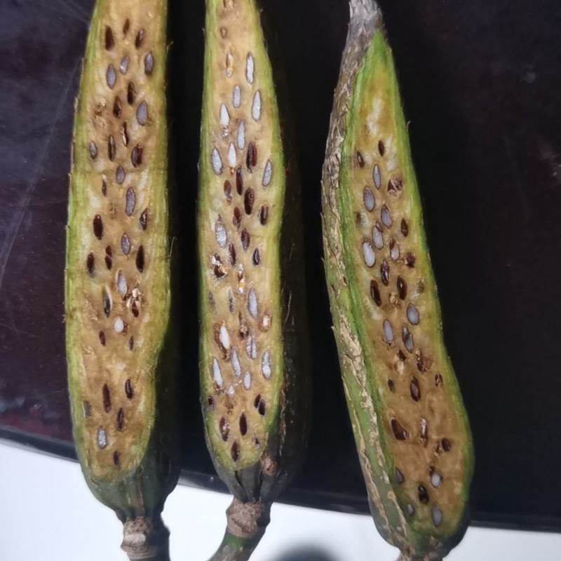优质马褂木（鹅掌楸）种子