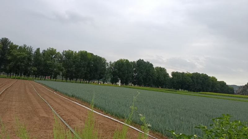 山西大葱质量优品质保证欢迎老板可视频看货在下单