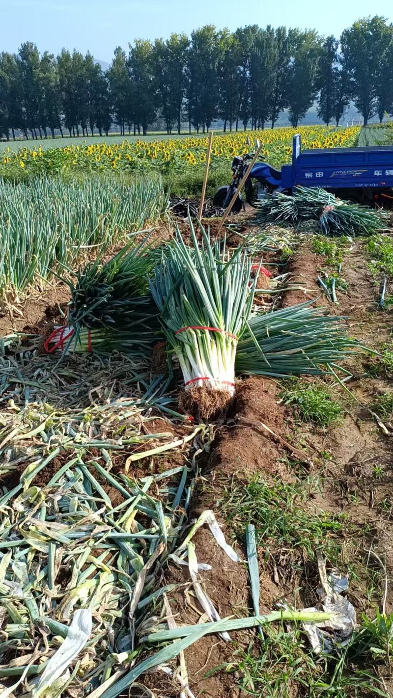 山西大葱质量优品质保证欢迎老板可视频看货在下单