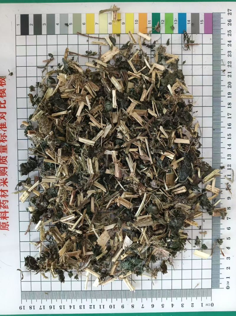 荨麻草干货切段荨麻草中药材！欢迎选购！量大从优！