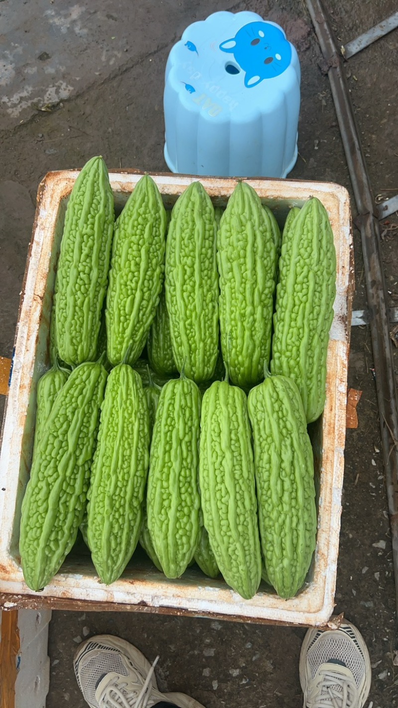 优质青苦瓜