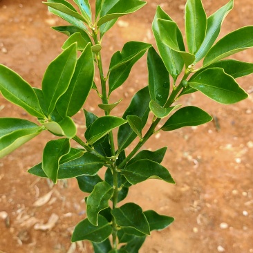 脆蜜金柑杯苗，30cm起苗