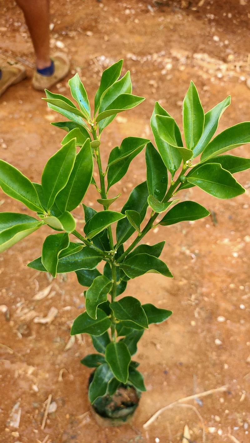 脆蜜金柑杯苗，30cm起苗