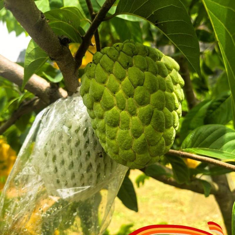 大目释迦大量上市了品质优