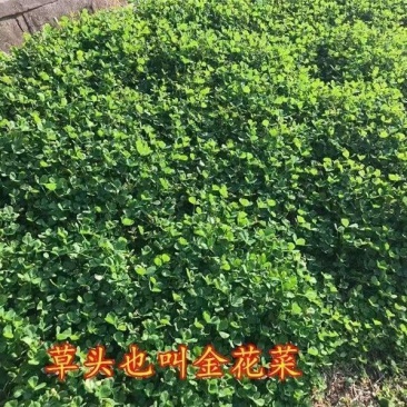 草头种子金花菜种籽农家蔬菜四季耐寒蔬菜种孑中叶草头金花菜