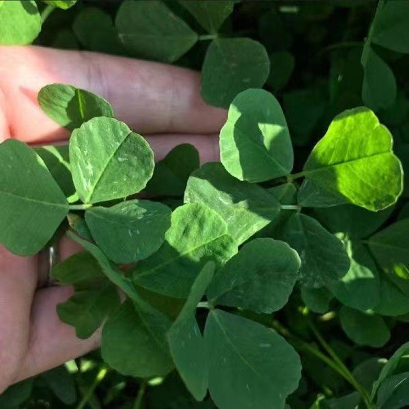 草头种子金花菜种籽农家蔬菜四季耐寒蔬菜种孑中叶草头金花菜
