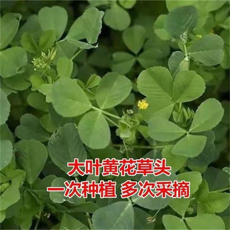 草头种子金花菜种籽农家蔬菜四季耐寒蔬菜种孑中叶草头金花菜