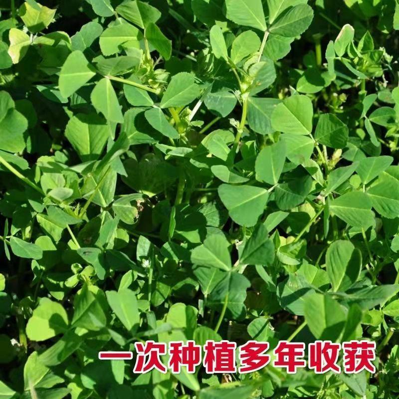 草头种子金花菜种籽农家蔬菜四季耐寒蔬菜种孑中叶草头金花菜