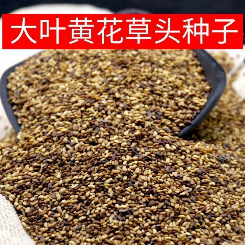 草头种子金花菜种籽农家蔬菜四季耐寒蔬菜种孑中叶草头金花菜