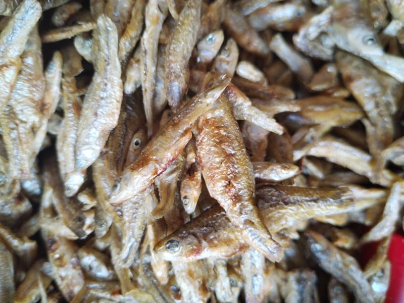 火焙麦穗鱼