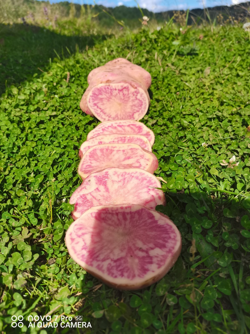 云南七彩土豆串***********