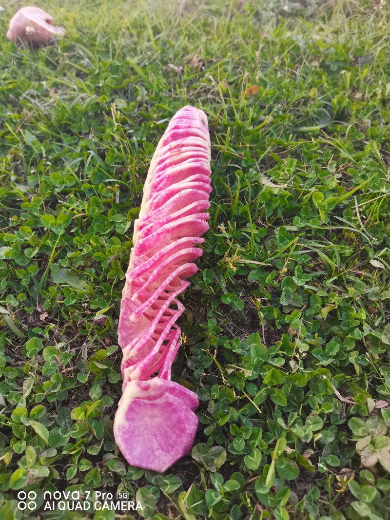 云南七彩土豆串***********
