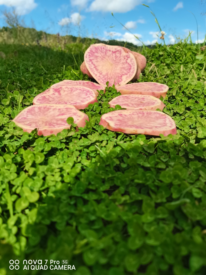 云南七彩土豆串***********