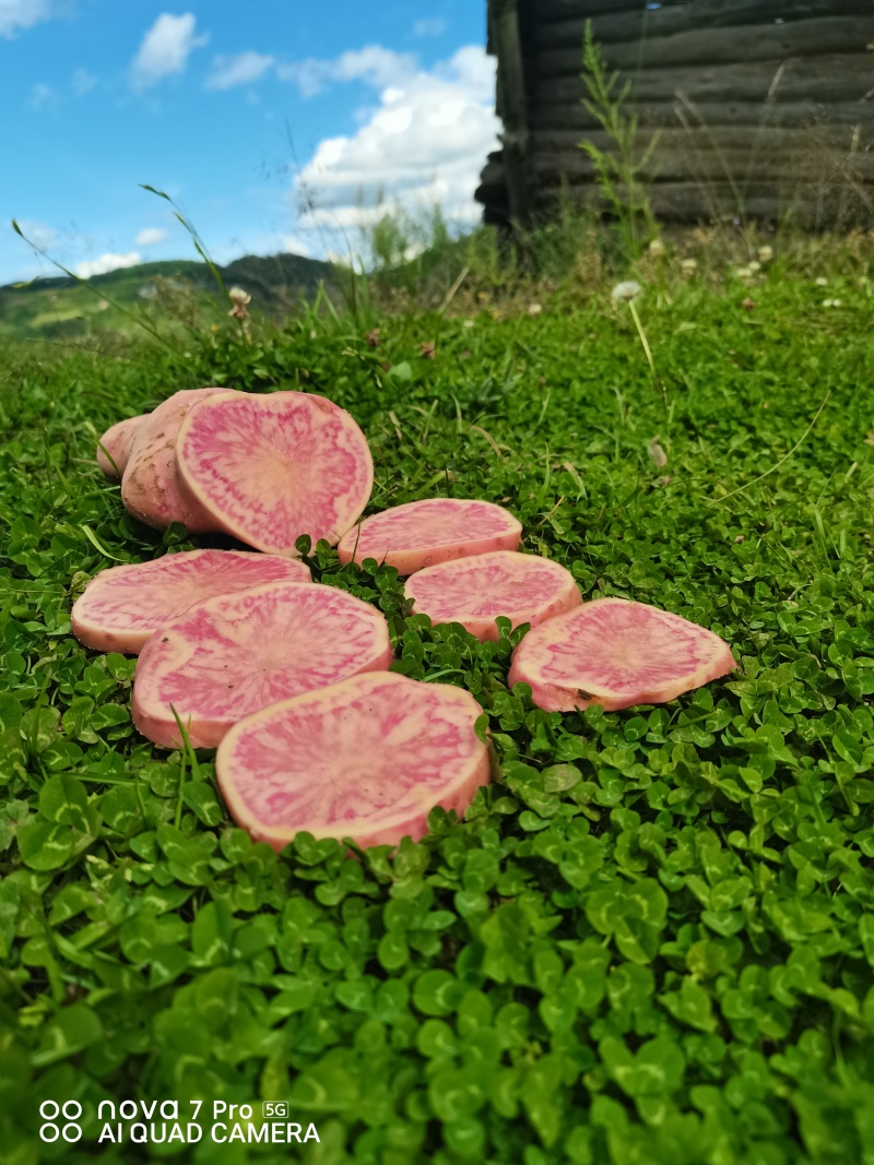 云南七彩土豆串***********