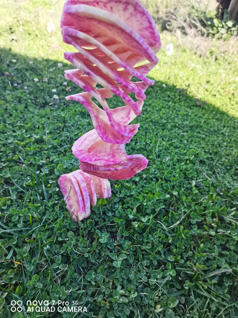 云南七彩土豆串***********