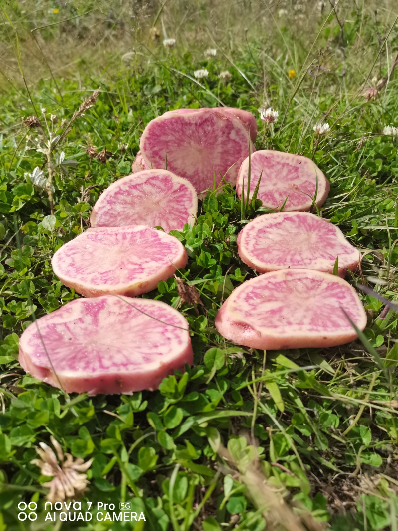 云南七彩土豆串***********