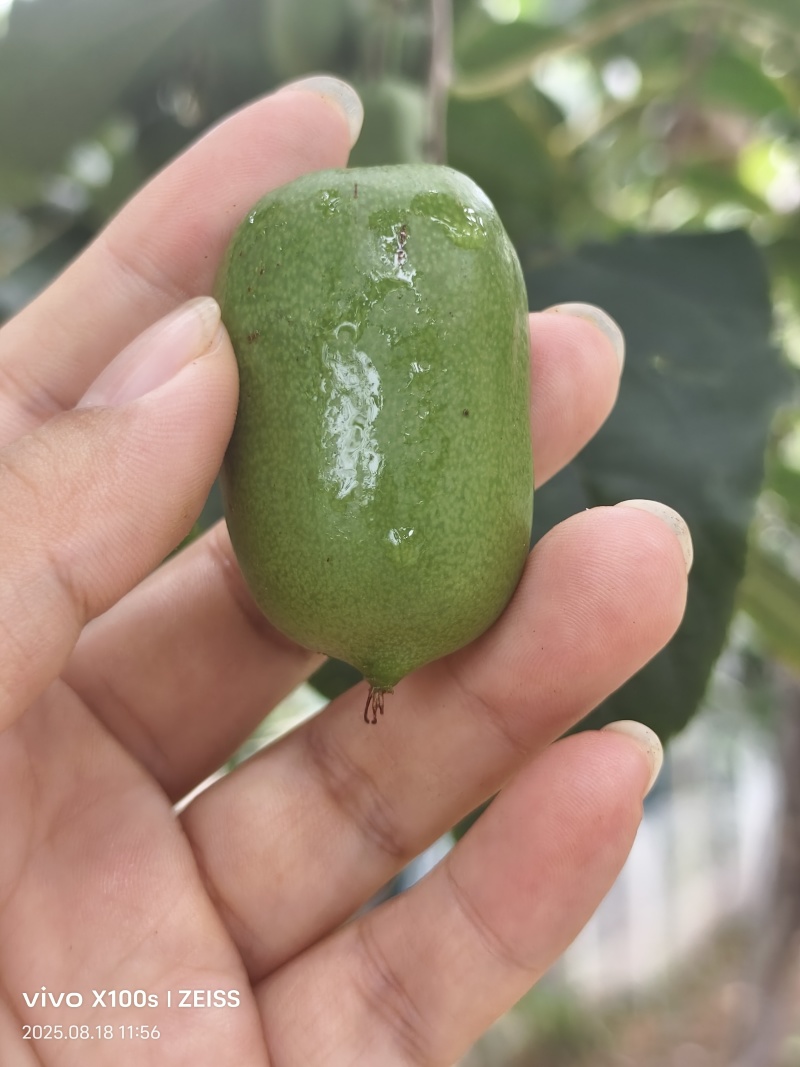软枣猕猴桃大小果都有