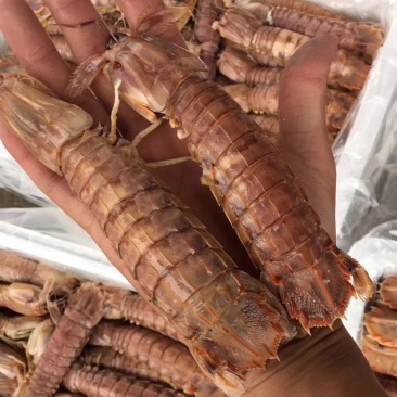 爬虾熟冻皮皮虾。开放鱼期大量出货
