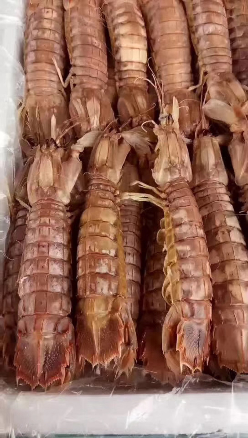 爬虾熟冻皮皮虾。开放鱼期大量出货