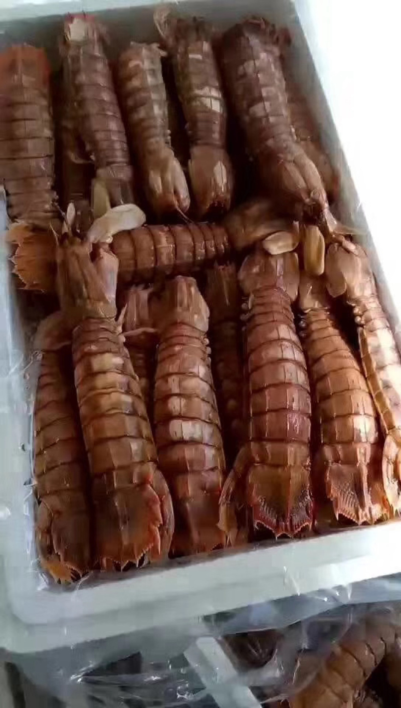 爬虾熟冻皮皮虾。开放鱼期大量出货