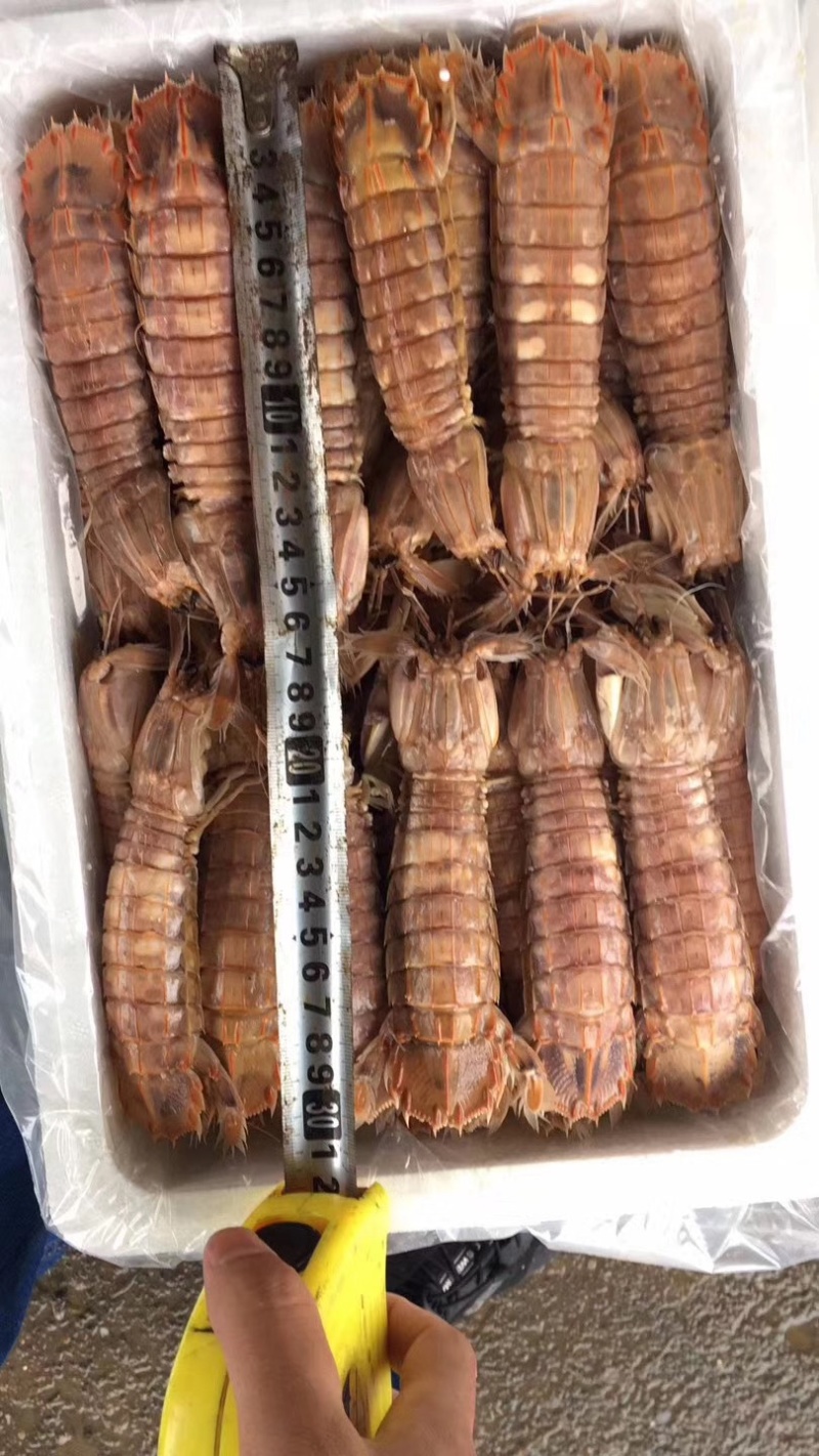 爬虾熟冻皮皮虾。开放鱼期大量出货