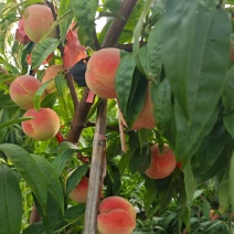 寒露蜜桃大量上市