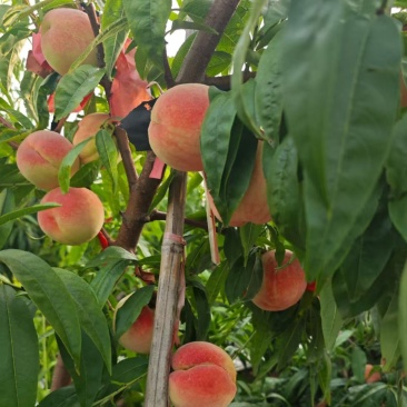 寒露蜜桃大量上市