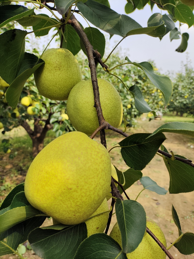 酥梨代办销售