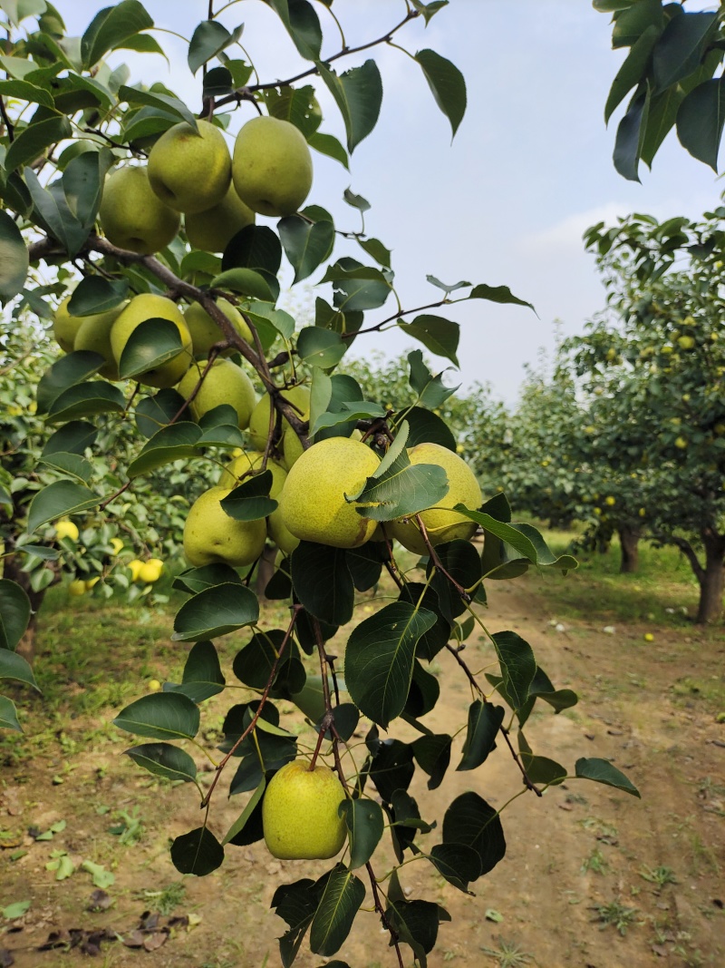酥梨代办销售