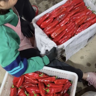 【实力】精品大果红椒鲜辣椒产地直发品质保障