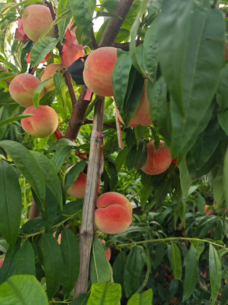 寒露蜜桃大量上市
