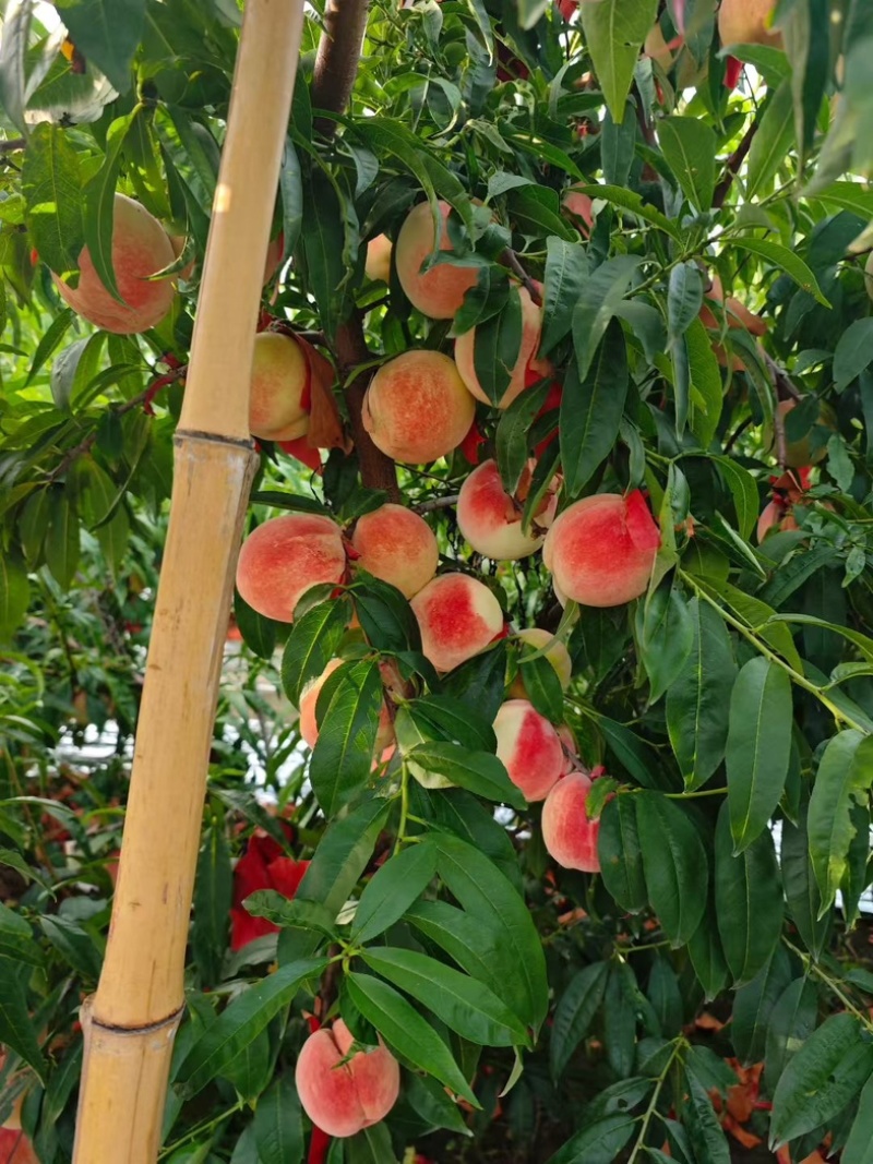 寒露蜜桃大量上市