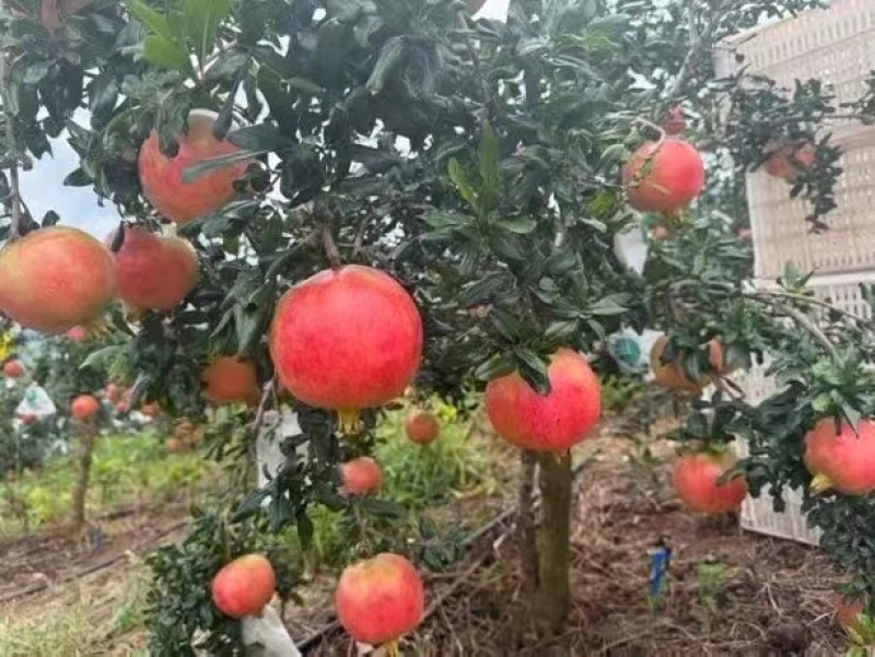 凉山会理黑籽酸石榴，一手精品货源