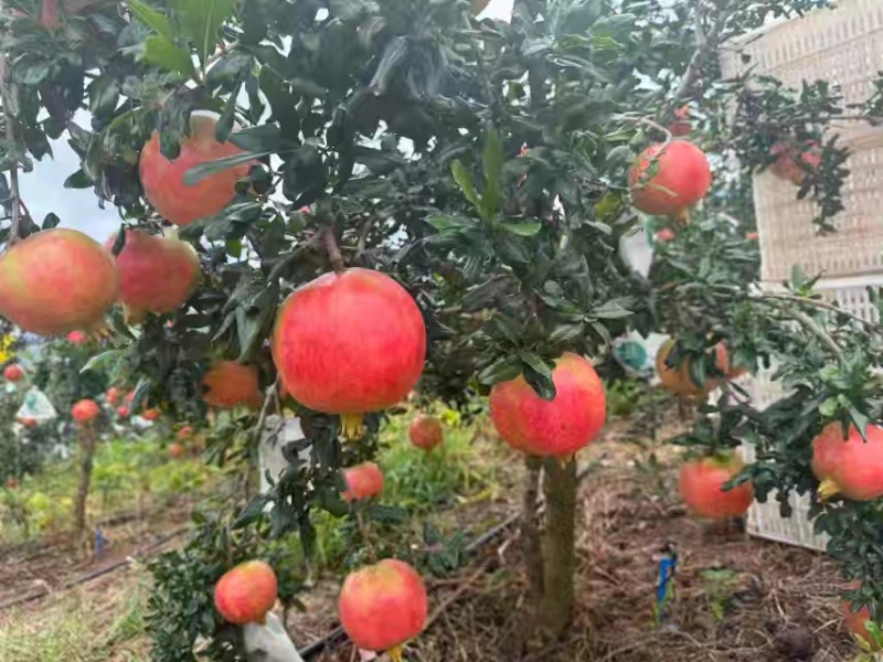 凉山会理黑籽酸石榴，一手精品货源