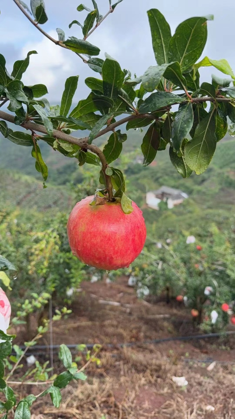 凉山会理黑籽酸石榴，一手精品货源