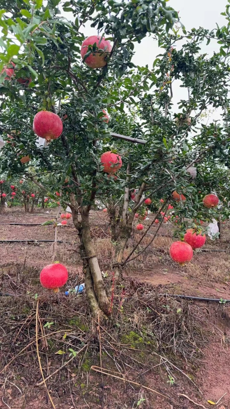 凉山会理黑籽酸石榴，一手精品货源