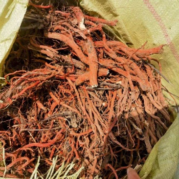 丹参优质正品厂家直销详询电话