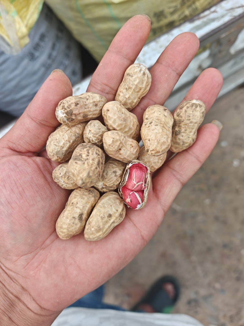 精品鲜花生，小白沙，罗汉果，大量现货供应中！