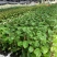 黄金百香果苗百香果苗黄金百香果苗基地直供
