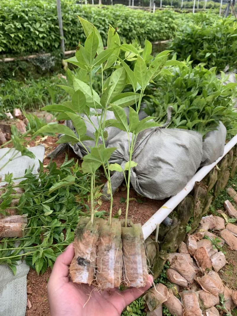 三叉苦中药材三叉苦中药全草基地直供量大优惠