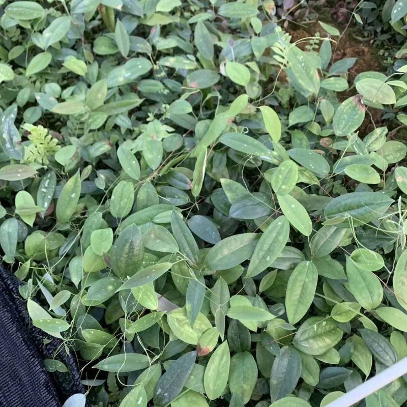 土茯苓苗中药材种苗土茯苓苗基地直供量大优惠