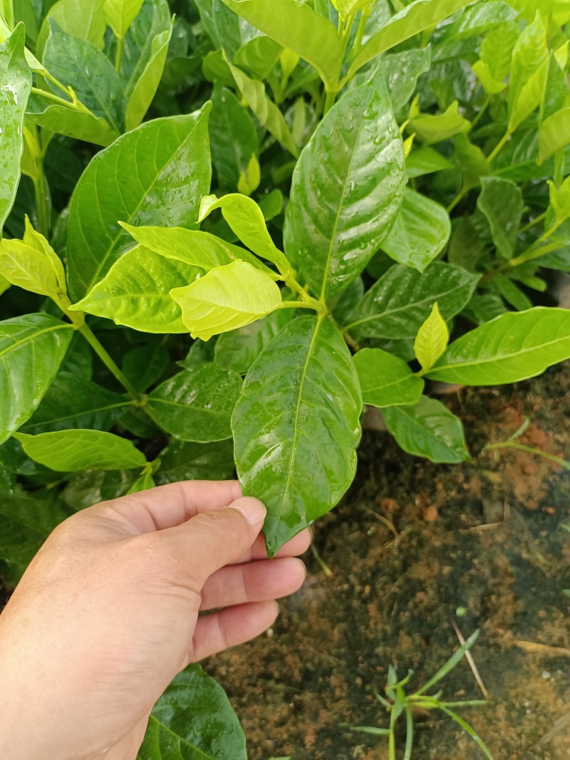 水栀子杯苗