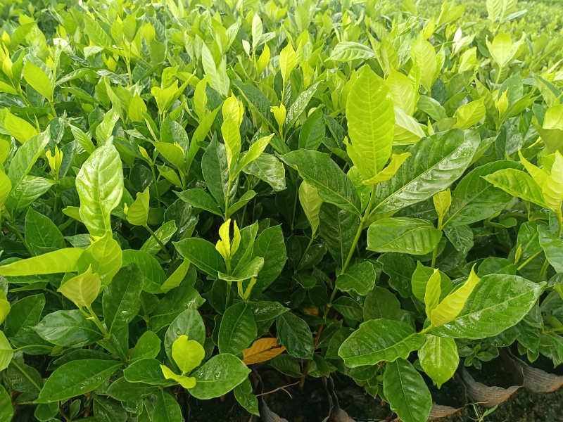 水栀子杯苗