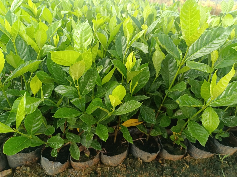 水栀子杯苗
